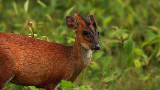 फाईल तस्बिर  