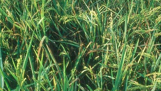 धानलाई रोग किराबाट जोगाउन उचित स्याहार सुसार र आवश्यक मात्रामा विषादीको प्रयोग गर्न सुझाव