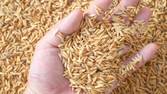 सरकारले तोक्यो धानको मूल्य