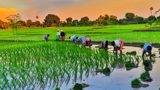 सुदूरपश्चिममा ९३ प्रतिशतभन्दा बढी रोपाइँ