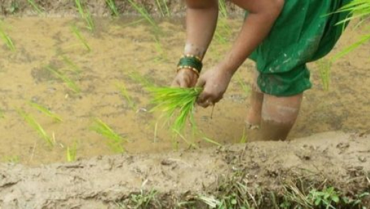 फाईल फोटो 