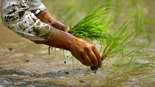 कैलालीका किसानलाई चैते धान रोप्न चटारो