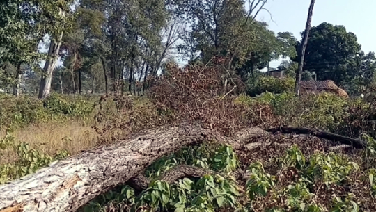 गौरीघाट सामुदायिक वन फँडानीमा समितिकै पदाधिकारी मुछिए, १० जनाविरुद्ध मुद्दा तयारी