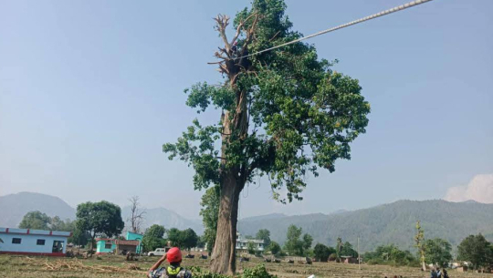 ओलानीमा रूखमा अड्किएका व्यक्तिको  सशस्त्र प्रहरीद्वारा उद्धार 