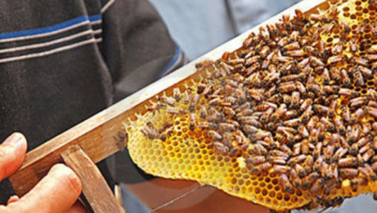 ग्रामीण भेगका कृषक मौरीपालनप्रति आकर्षित