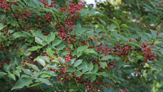 सुदूरपश्चिममा व्यवसायिक रुपमा टिमुर खेती हुन सकेन