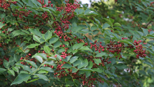 ६५ घरधुरी मिलेर टिमुरखेती