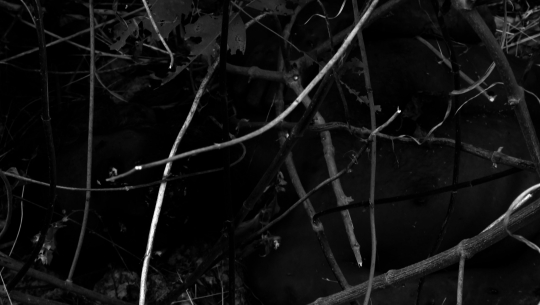 डोटीमा बेवारिसे अवस्थामा पुरुषको शव फेला