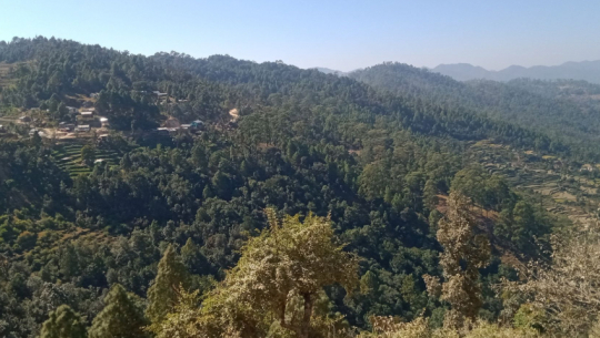 वनको अवरोध हटेपछि सहजपुर–बोगटान सडक निर्माण गर्न ३८ सय रुख काटिने