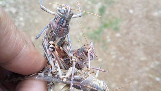 बैतडीमा पनि देखियो सलह