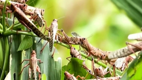 बझाङमा देखियो सलह किराको झुण्ड