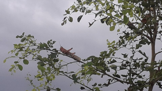 कञ्चनपुरमा देखियो सलहको ठुलो झुण्ड, सर्तक रहन आग्रह