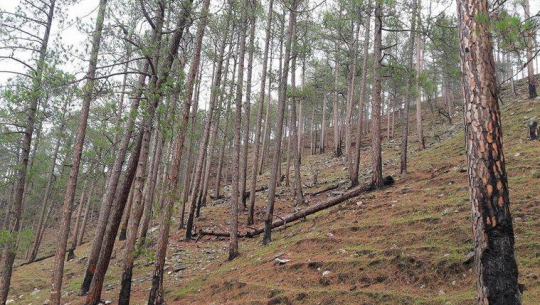 बैतडीमा घाँस काट्ने क्रममा एक महिला घाइते