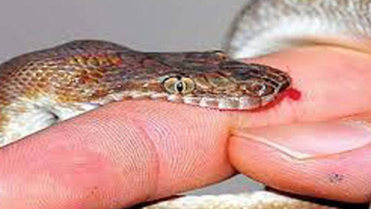 बझाङमा सर्पले डसेर एक महिला घाइते