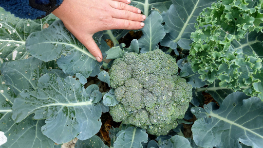 खेतमा ब्रोकाउली टिपेको १ करोड तलब, हप्तामा २ दिन विदा !