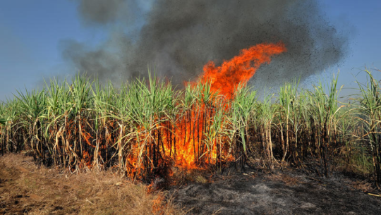 कञ्चनपुरमा उखुबारीमा आगलागी हुँदा तीन लाख बढीको क्षति