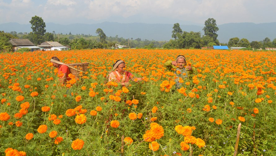 फूल उत्पादनमा रमाउँदै जनयुद्धका पूर्वलडाकु