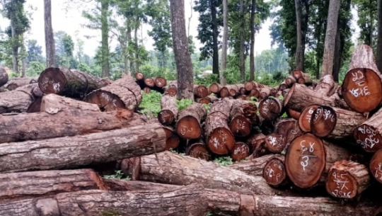 भवन निर्माण सुरुभएको एक वर्षपछि काठको अनुमति