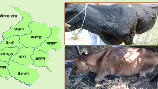 सुदूरपश्चिममा ‘लम्पी स्किन’का सक्रिय पशु संक्रमितको संख्या ९ हजार नजिक