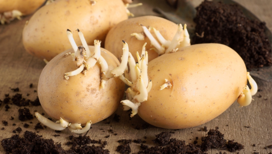 फाईल फोटो 