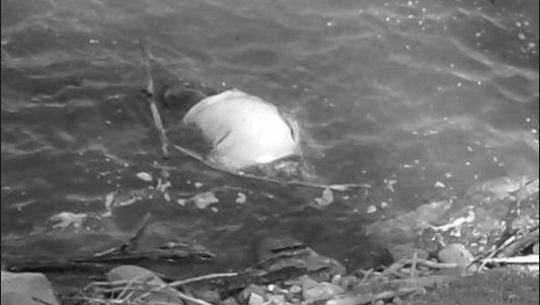 फाइल फोटो