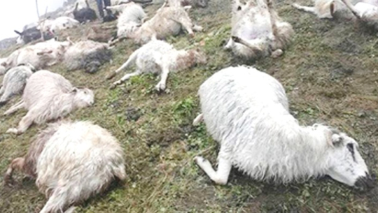 अछाममा चट्याङ लागेर १३ भेडा मरे