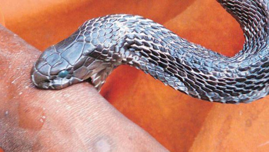 कञ्चनपुरमा सर्पदंशबाट महिला घाइते, अवस्था गम्भीर