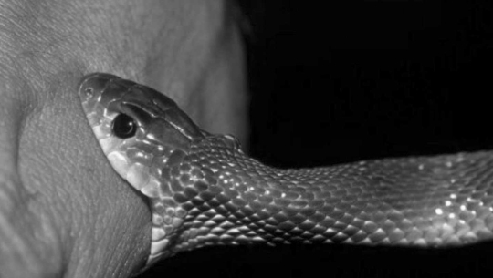 तीज मान्न माइत गएकी कैलालीकी महिलाको सर्पको टोकाइबाट मृत्यु