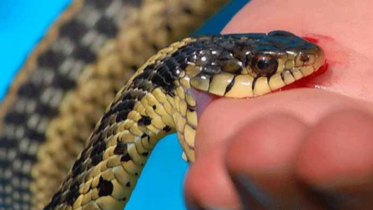 धनगढीमा सर्पले टोक्दा एक बालकको मृत्यु