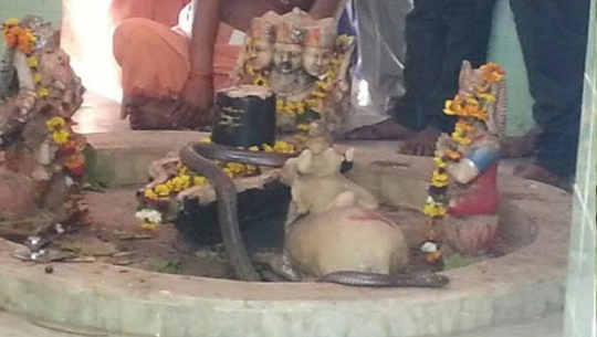 यस्तो अनौठो मन्दिर, जहाँ १५ बर्षदेखि दैनिक सर्पले प्राथना गरिरहेको छ