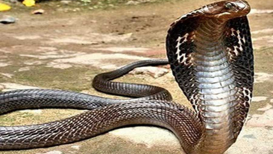 सर्पले टोकेर बैतडीमा एक महिलाको मृत्यु