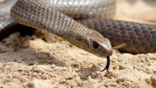 कञ्चनपुरमा सर्पको टोकाइबाट छोरीको मृत्यु, आमा गम्भीर 