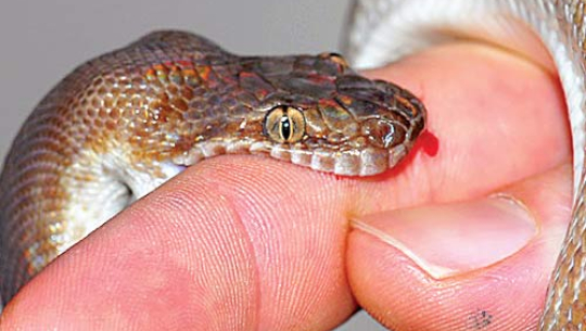 कञ्चनपुरमा सर्पले टोकेर एक जना घाइते