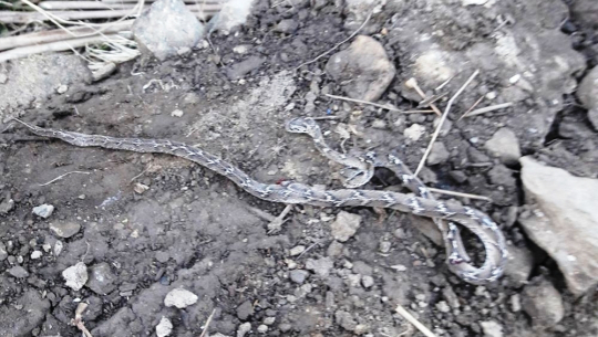 अछाममा छाउगोठ भत्काउँदा सर्प भेटियो