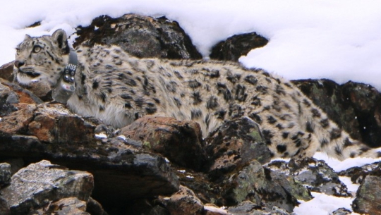 Climate change poses threat to habitat of snow leopard