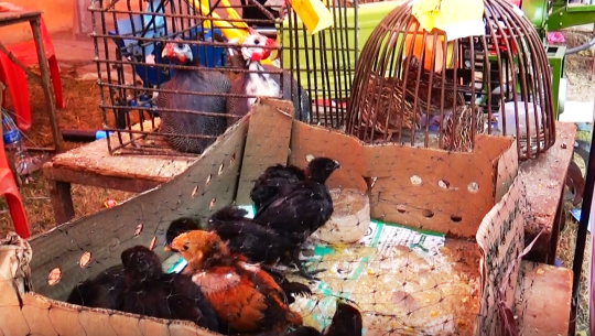 सुदूरपश्चिममै पहिलो पटक विभिन्न जातका कुखुरा पालन व्यवसाय सुरु