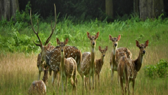 महामारीले  चितवन राष्ट्रिय निकुञ्जमा आधा पर्यटक घटे