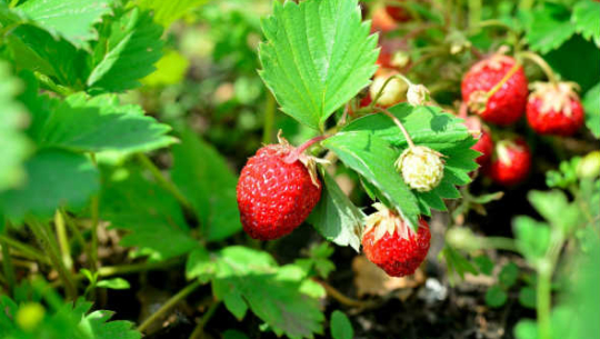 पाल्पामा भुइँकाफलको व्यावसायिक खेती