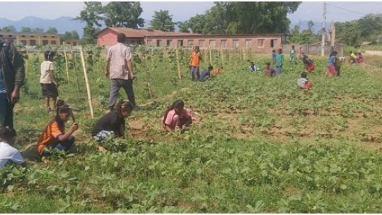 कैलालीका विद्यार्थी पढाइसँगै करेसाबारी स्याहार्दै 
