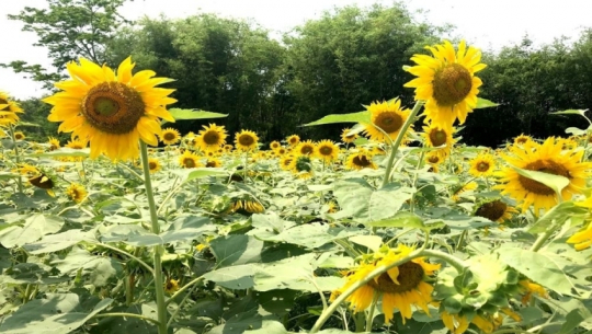 कमलका कृषकहरु सूर्यमुखी फूल खेतीमा आकर्षित