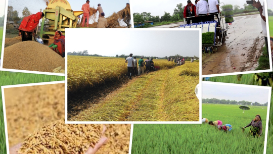 सुदूरको झण्डै पाँच लाख हेक्टरमा खाद्यबाली उत्पादन, यस्तो छ जिल्लागत विवरण