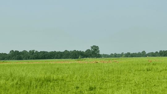 प्रचारप्रसार नहुँदा ओझेलमा शुक्लाफाँटा
