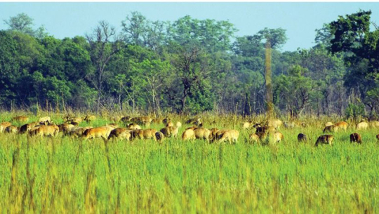 शुक्लाफाँटा निकुञ्ज भएसंगै पर्यटकको सङख्यामा वृद्धि (कुराकानी सहित)