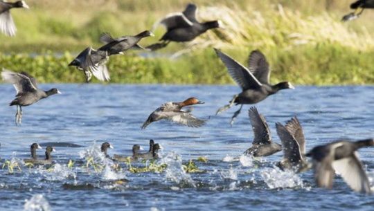 Waterfowl Census Initiates in Shuklaphanta National Wildlife Refuge, Kanchanpur