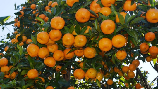 Farmers in Doti, Kailali desperately waiting for fruit market