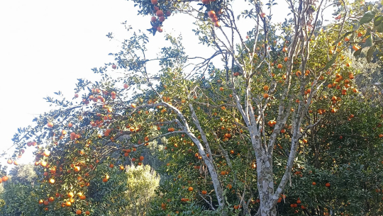 फाइल फोटो 