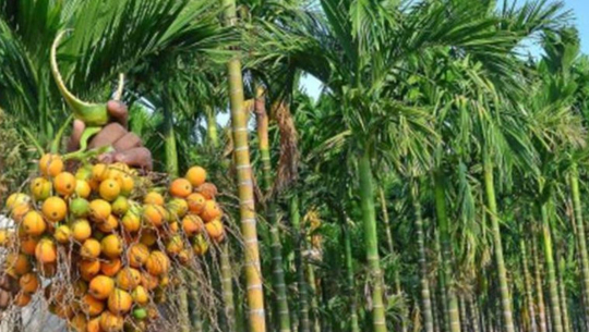 सुपारी खेतीतर्फ किसानको आकर्षण बढ्दै