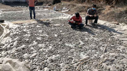 बर्सातले सुठो कुहिँदा डोटीका किसान चिन्तित