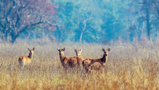 शुक्लाफाँटामा बाह्रसिंगाको गणना गरिने