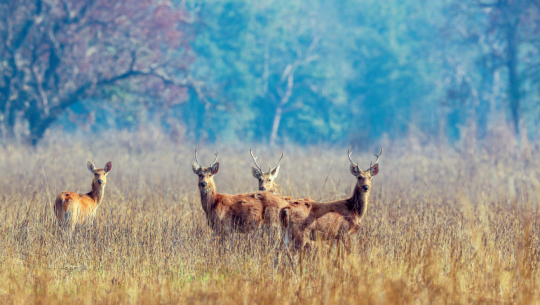 बाह्रसिंगा हेर्न शुक्लाफाँटा घुम्न जाऔँ